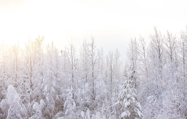 Зима, лес, солнечно, сказочный лес, солнечный лес, снежно, снежный лес