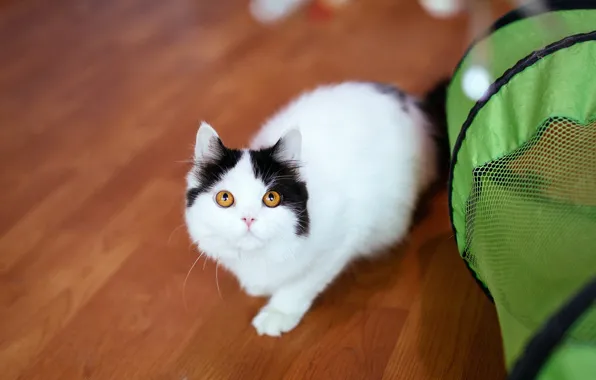 Кошка, взгляд, поза, зеленый, котенок, черно-белый, корзина, малыш