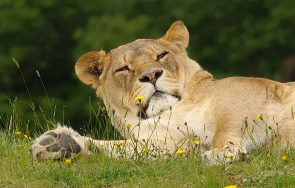 Картинка трава, морда, поза, отдых, лежит, львица