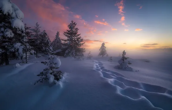 Зима, снег, деревья, следы, Норвегия, сугробы, Norway, Рингерике