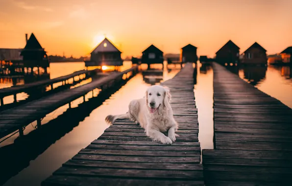 Картинка мост, друг, собака