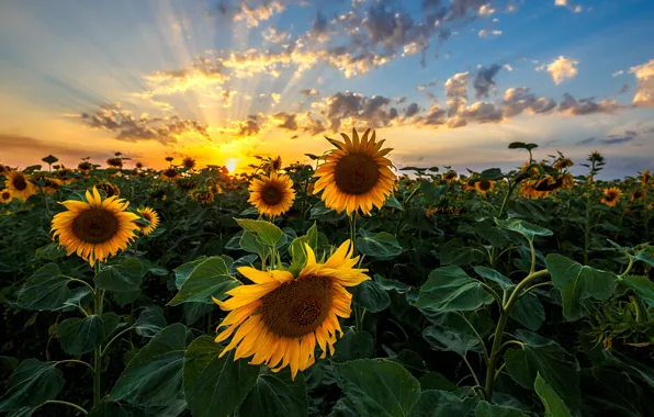 Картинка sunset, plants, sunflowers