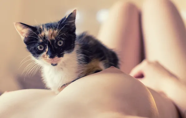 Cat, Topless beauty, Naked Breast