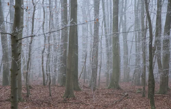 Иней, лес, деревья, природа, туман, Германия, Deutschland, Rheinland-Pfalz