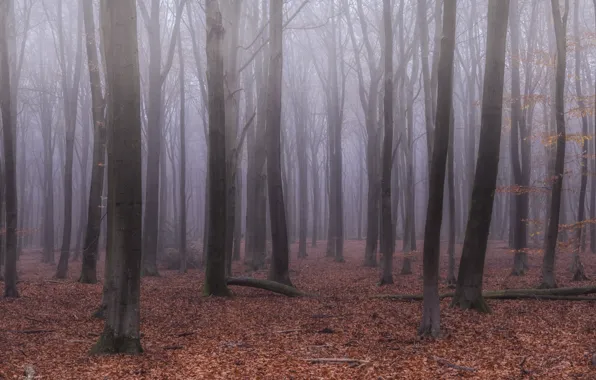 Лес, деревья, природа, туман, Нидерланды, Nederland, Гелдерланд, Gelderland