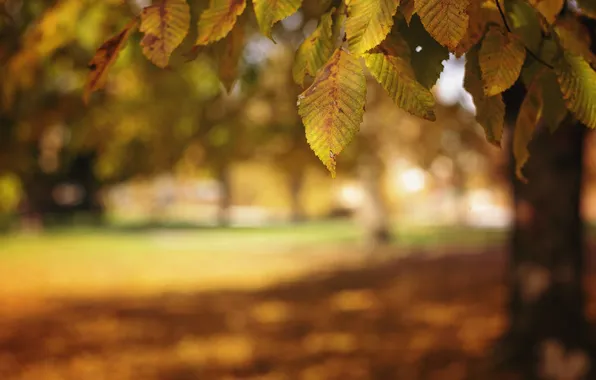 Осень, листья, природа