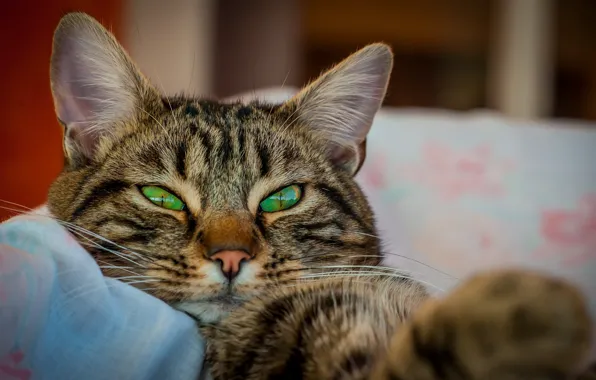 Картинка кошка, кот, взгляд, киса