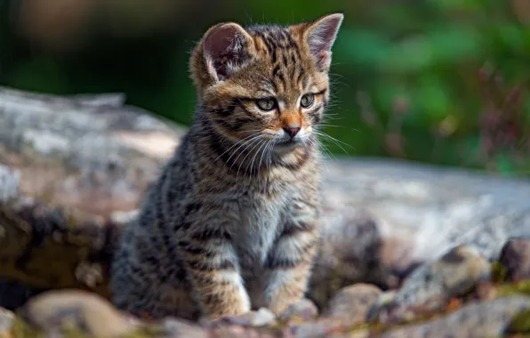 Кошка, кот, взгляд, природа, поза, котенок, малыш, котёнок