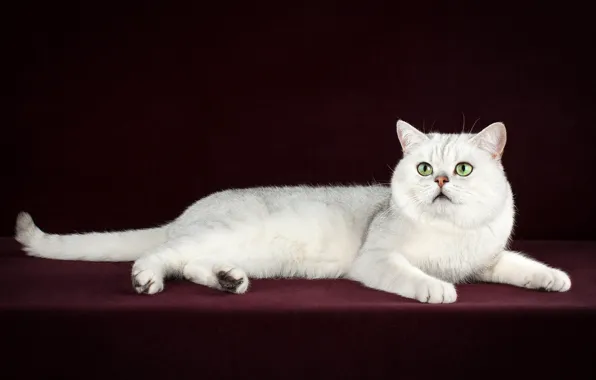 Кошка, белый, поза, темный фон, котенок, лежит, фотосессия, зеленые глаза