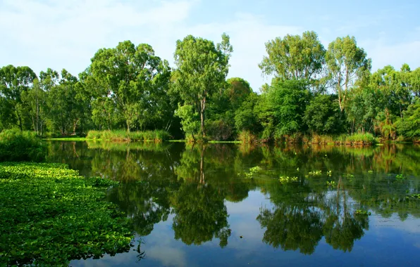 Зелень, лето, вода, деревья, отражение, река, берег