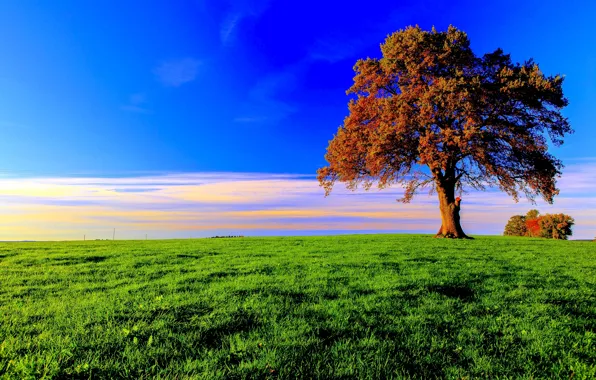 Картинка небо, трава, облака, дерево, листва, Осень, луг