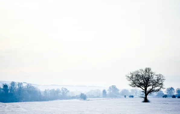 Картинка зима, лес, небо, снег, деревья, пейзаж, природа, forest
