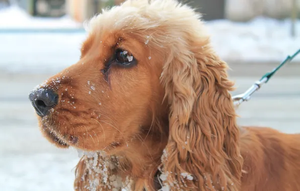 Картинка зима, снег, собака, красиво, собаке