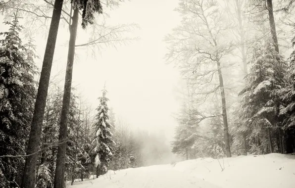 Зима, лес, снег, природа, narodni park Šumava, зимняя Шумава