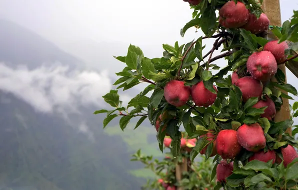 Картинка лето, капли, природа, дождь, яблоки