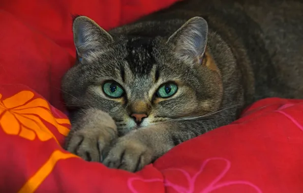 Кошка, глаза, кот, взгляд, морда, красный, поза, серый