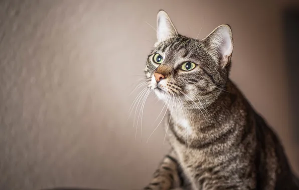 Кошка, кот, фон, полосатый кот