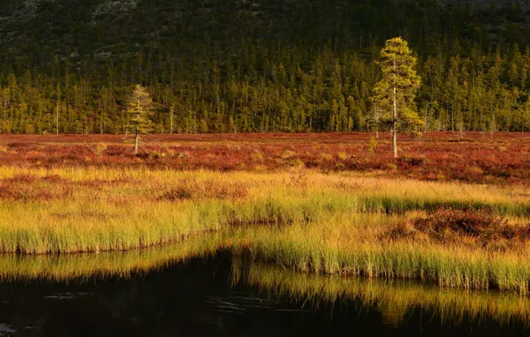 Картинка осень, лес, трава, деревья, озеро, берег, сосна, водоес