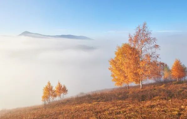 Картинка поле, осень, свет, деревья, горы, туман, утро, склон