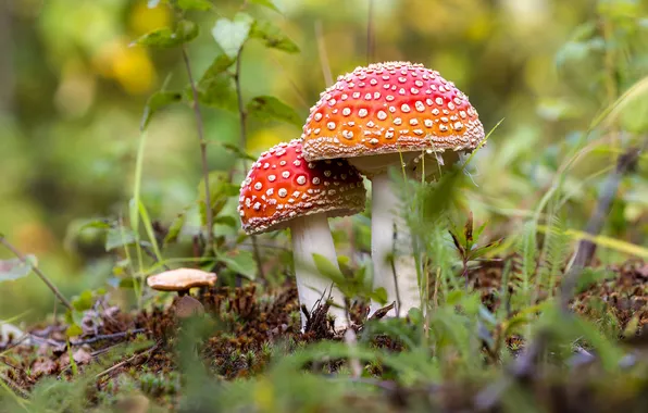 Трава, листья, природа, грибы, мухомор, мухоморы, парочка, полянка