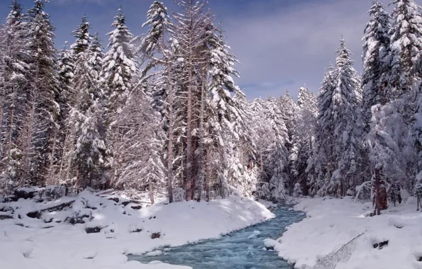 Картинка Зима, Деревья, Снег, Вашингтон, Washington, Mount Rainier National Park, Национальный парк Маунт-Рейнир