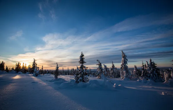 Зима, снег, ели