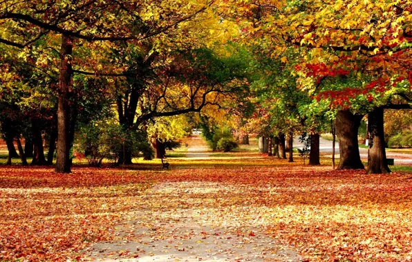 Осень, листья, природа, краски, Аллея