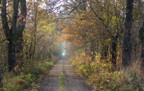 Дорога, осень, лес, природа