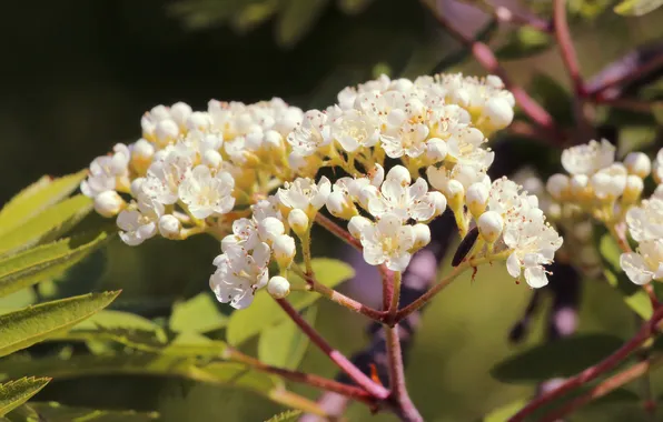 White, flower, twig