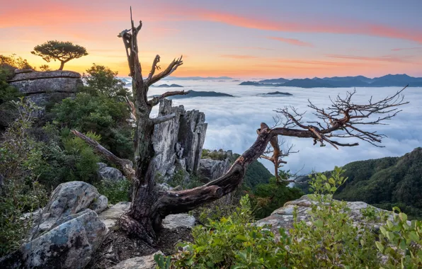 Картинка облака, пейзаж, горы, природа, растительность, коряги, Южная Корея, заповедник