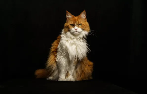 Кошка, кот, взгляд, морда, свет, поза, рыжий, злой