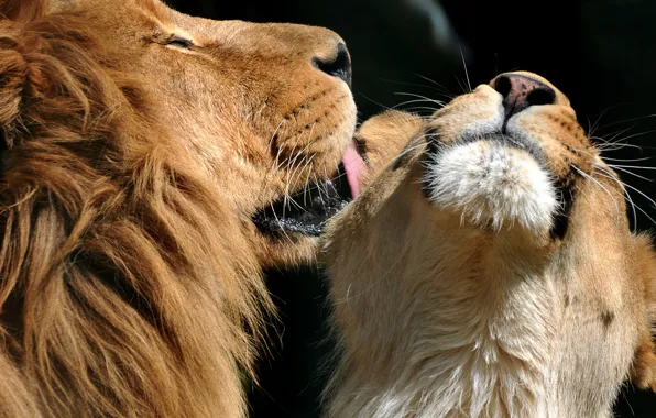 Любовь, поцелуй, лев, львы, львица