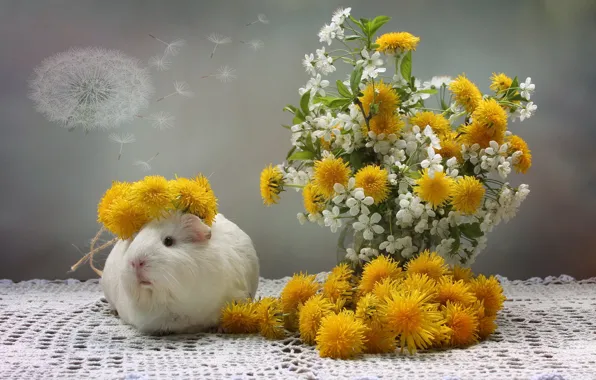 Картинка цветы, вишня, морская свинка, одуванчики, пушинки