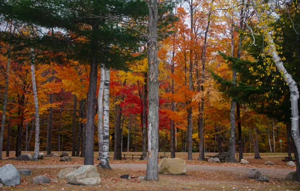 Картинка осень, лес, деревья, forest, Nature, trees, autumn, fall