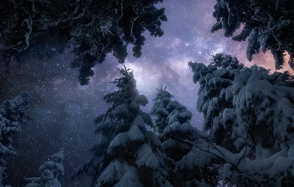 Зимний Лес, Night Sky, Winter Forest, Snow Trees, Снежные Деревья, Ночное Небо