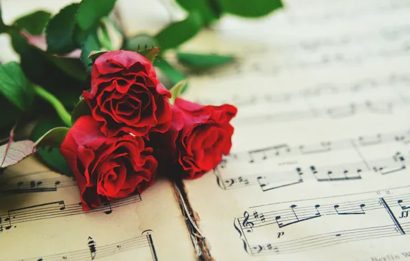 Картинка ноты, розы