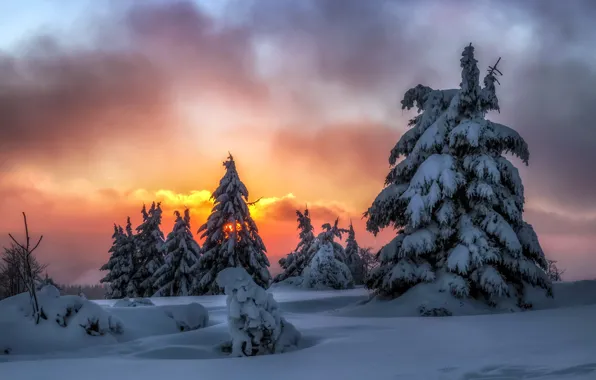 Картинка зима, лес, закат