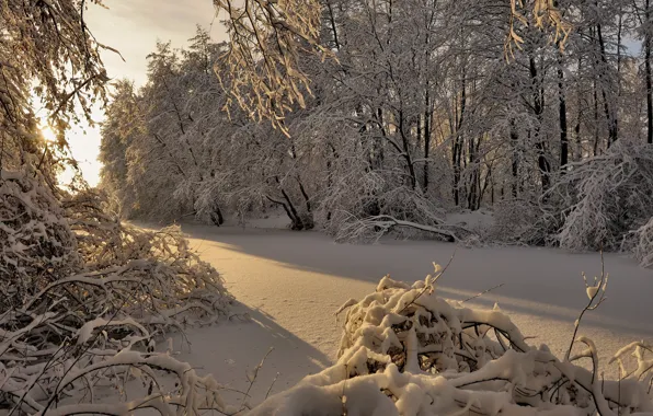 Картинка зима, лес, снег, деревья