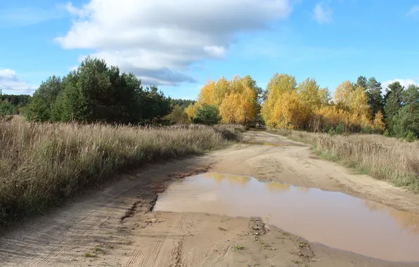 Дорога, деревья, лужи, кусты, грунтовка, проселочная