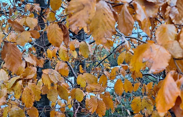 Liście, drzewo, jesień, grudzień