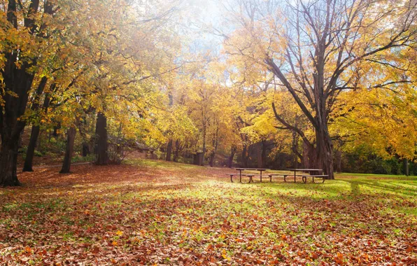 United States, autumn, leaves, autumn colors, Minnesota, fall, foliage, benches