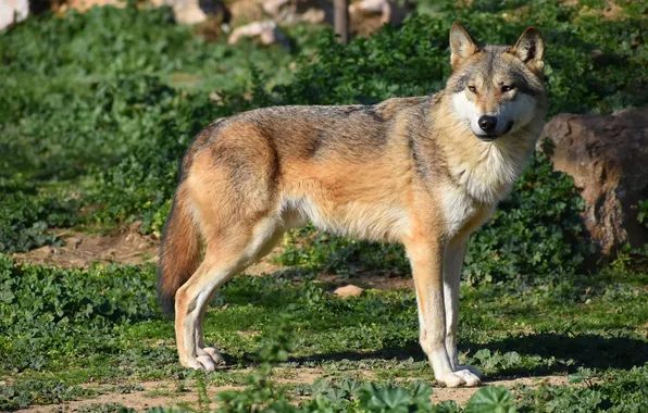 Nature, predator, animal, wolf, wildlife, portrait, portrait., Canis lupus. face