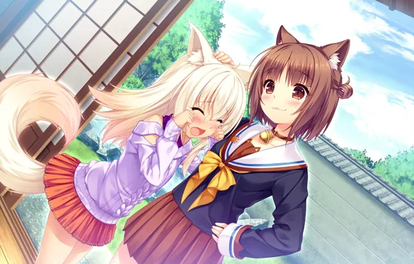 Девушки, Бант, Nekopara