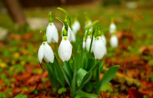 Картинка Подснежники, Snowdrops, Белые цветы, White flowers