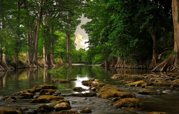Картинка лес, вода, деревья, корни, Река, день