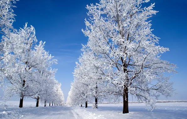 Зима, небо, снег, деревья, голубое, утро, Snow morning