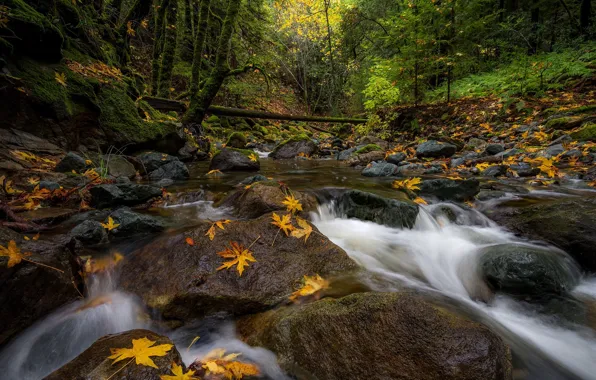 Картинка осень, лес, листья, ручей, камни, Калифорния, речка, California