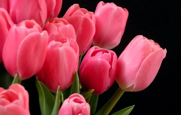 Тюльпаны, розовые, на темном фоне