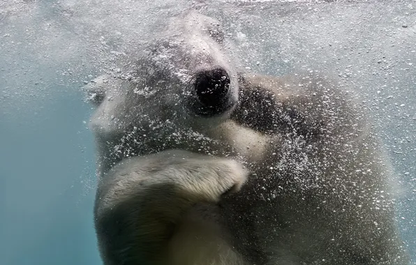 Картинка вода, природа, медведь