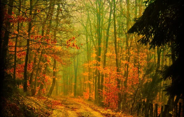 Дорога, осень, лес, деревья, природа, листва